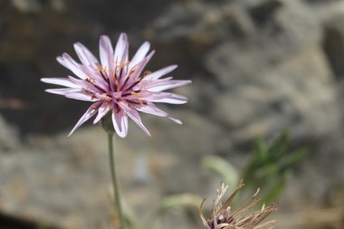 Flowers, April. This photo is available under the Creative Commons CC-BY-NC 4.0 License.