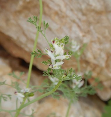 الأزهار، شهر نيسان. هذه الصورة مرخصة تحت المشاع الاٍبداعي نسب المصنف - غير تجاري 4.0