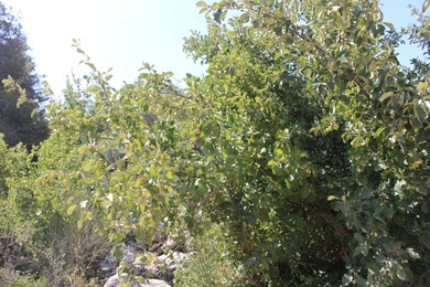 Leaves, August. This photo is available under the Creative Commons CC-BY-NC 4.0 License.