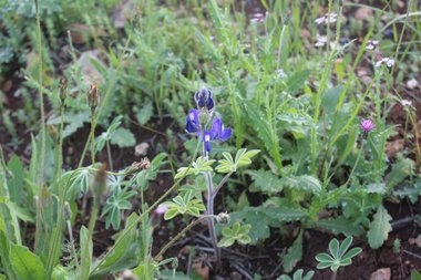 General View, April. This photo is available under the Creative Commons CC-BY-NC 4.0 License.