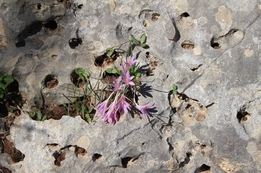 General View, November. This photo is available under the Creative Commons CC-BY-NC 4.0 License.