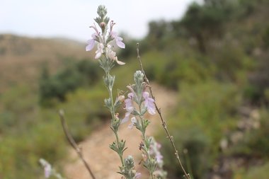 الأزهار، شهر أيار. هذه الصورة مرخصة تحت المشاع الاٍبداعي نسب المصنف - غير تجاري 4.0