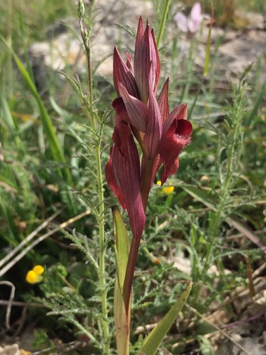 الزهرة، شهر آذار. هذه الصورة مرخصة تحت المشاع الإبداعي نسب المصنف - غير تجاري 4.0