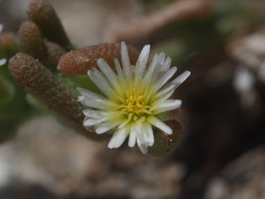 نسب المصنف - غير تجاري 4.0 دولي (CC BY-NC 4.0)- i naturalist.