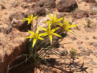 نسب المصنف - غير تجاري 4.0 دولي (CC BY-NC 4.0)- i naturalist.