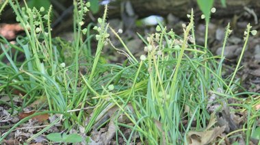 نسب المصنف - غير تجاري 4.0 دولي (CC BY-NC 4.0)- i naturalist.