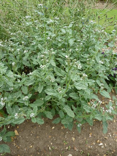 ويكيداتا. مرخص بموجب رخصة المشاع الإبداعي نسبة المصنف إِلى مؤلفه - المشاركة بالمثل 3.0 العامة.