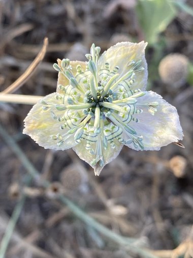 نسب المصنف - غير تجاري 4.0 دولي (CC BY-NC 4.0)- i naturalist.