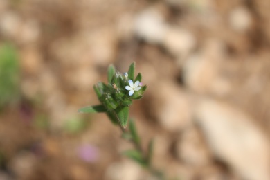 Flowers, March. This photo is available under the Creative Commons CC-BY-NC 4.0 License.