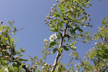 الأزهار و الأوراق، شهر آذار. هذه الصورة مرخصة تحت المشاع الاٍبداعي نسب المصنف - غير تجاري 4.0