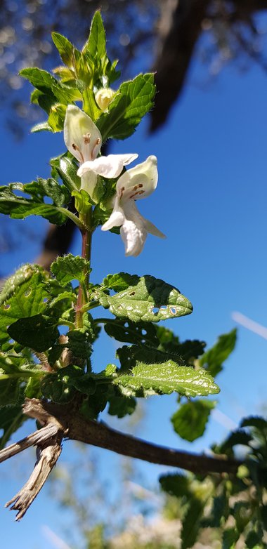 Flower & Leaves, January. This photo is available under the Creative Commons CC-BY-NC 4.0.