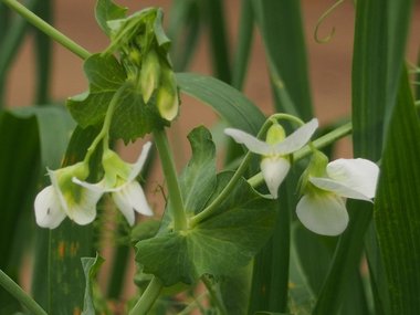 نسب المصنف - غير تجاري 4.0 دولي (CC BY-NC 4.0)- i naturalist.