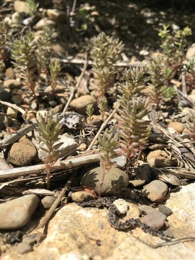 نسب المصنف - غير تجاري 4.0 دولي (CC BY-NC 4.0)- i naturalist.