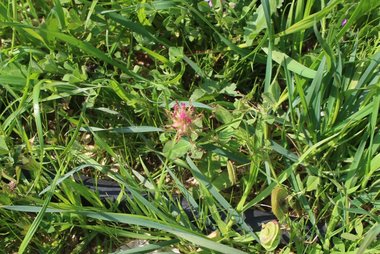 راس البذرة، شهر شباط. هذه الصورة مرخصة تحت المشاع الإبداعي نسب المصنف - غير تجاري 4.0