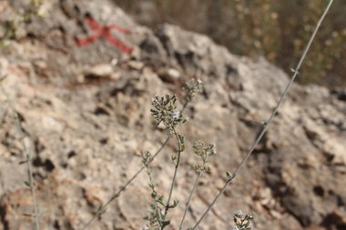 Seeds, November. This photo is available under the Creative Commons CC-BY-NC 4.0 License.