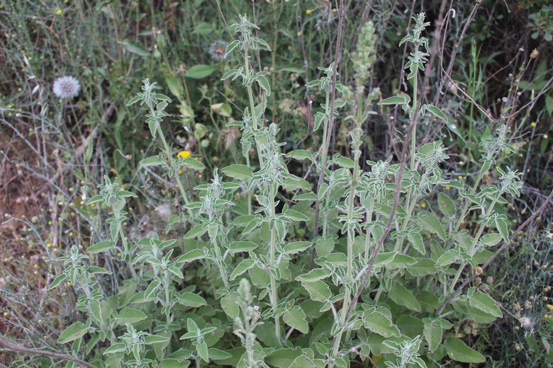 صورة عامة، شهر نيسان. هذه الصورة مرخصة تحت المشاع الاٍبداعي نسب المصنف - غير تجاري 4.0