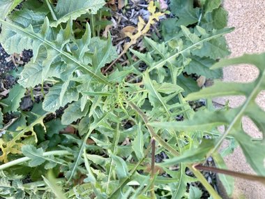 نسب المصنف - غير تجاري 4.0 دولي (CC BY-NC 4.0)- i naturalist.