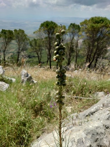 نسب المصنف - غير تجاري 4.0 دولي (CC BY-NC 4.0)- i naturalist.