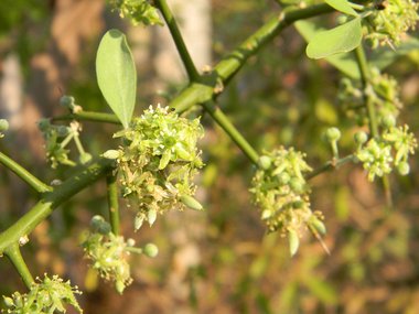 نسب المصنف - غير تجاري 4.0 دولي (CC BY-NC 4.0)- i naturalist.