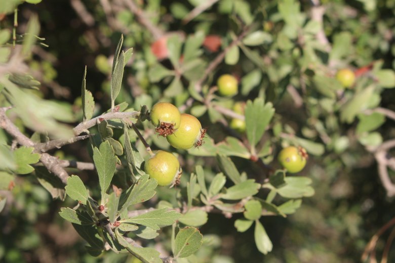 الثمار و الأوراق، شهر حزيران. هذه الصورة مرخصة تحت المشاع الإبداعي نسب المصنف - غير تجاري 4.0 .