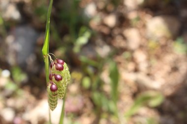 سُنيبلة، شهر نيسان. هذه الصورة مرخصة تحت المشاع الإبداعي نسب المصنف - غير تجاري 4.0