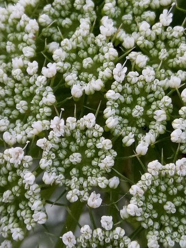 نسب المصنف - غير تجاري 4.0 دولي (CC BY-NC 4.0)- i naturalist.