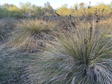 نسب المصنف - غير تجاري 4.0 دولي (CC BY-NC 4.0)- i naturalist.