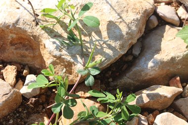 القرون و الأوراق، شهر نيسان. هذه الصورة مرخصة تحت المشاع الاٍبداعي نسب المصنف - غير تجاري 4.0