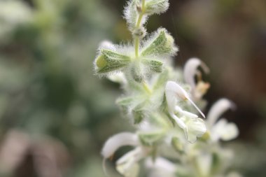 الأزهار، شهر نيسان. هذه الصورة مرخصة تحت المشاع الاٍبداعي نسب المصنف - غير تجاري 4.0