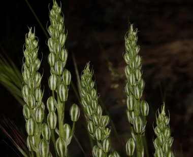 نسب المصنف - غير تجاري 4.0 دولي (CC BY-NC 4.0)- i naturalist.