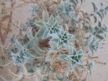 نسب المصنف - غير تجاري 4.0 دولي (CC BY-NC 4.0)- i naturalist.