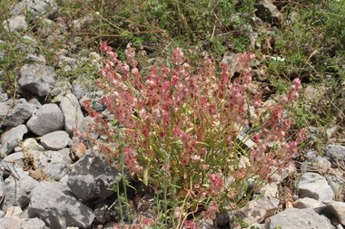 صورة عامة، شهر أيار. هذه الصورة مرخصة تحت المشاع الاٍبداعي نسب المصنف - غير تجاري 4.0