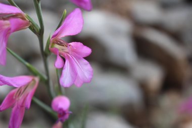 الأزهار، شهر نيسان. هذه الصورة مرخصة تحت المشاع الاٍبداعي نسب المصنف - غير تجاري 4.0
