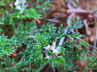 نسب المصنف - غير تجاري 4.0 دولي (CC BY-NC 4.0)- i naturalist.