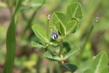 الأزهار و الأوراق، شهر آذار. هذه الصورة مرخصة تحت المشاع الاٍبداعي نسب المصنف - غير تجاري 4.0