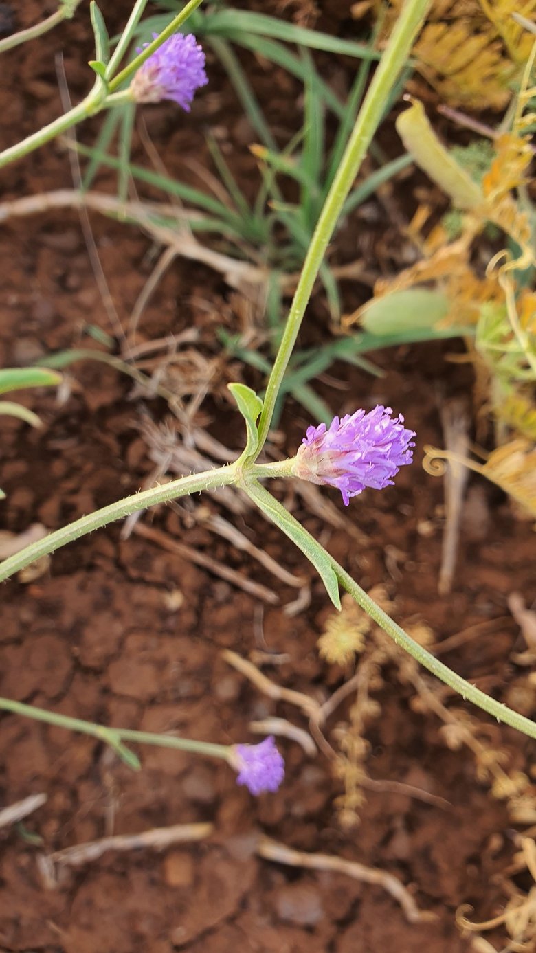 نسب المصنف - غير تجاري 4.0 دولي (CC BY-NC 4.0)- i naturalist.