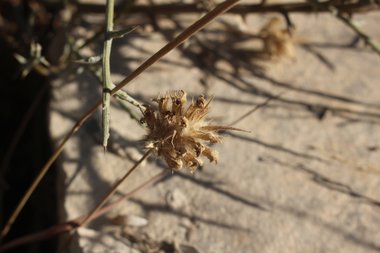 البذور. هذه الصورة مرخصة تحت المشاع الإبداعي نسب المصنف - غير تجاري 4.0