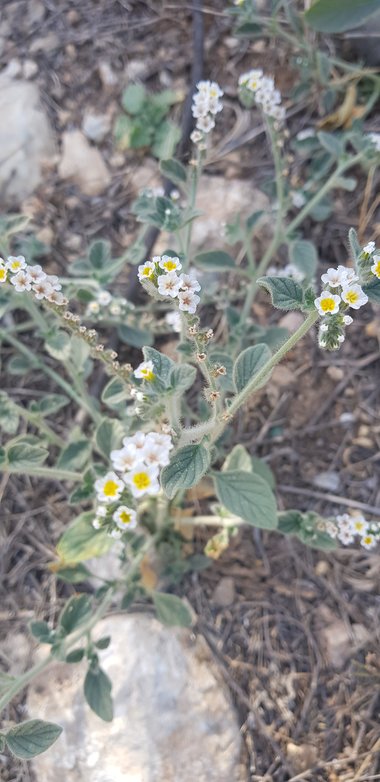 الزهرة والأوراق، شهر حزيران. هذه الصورة مرخصة تحت المشاع الإبداعي نسب المصنف - غير تجاري 4.0