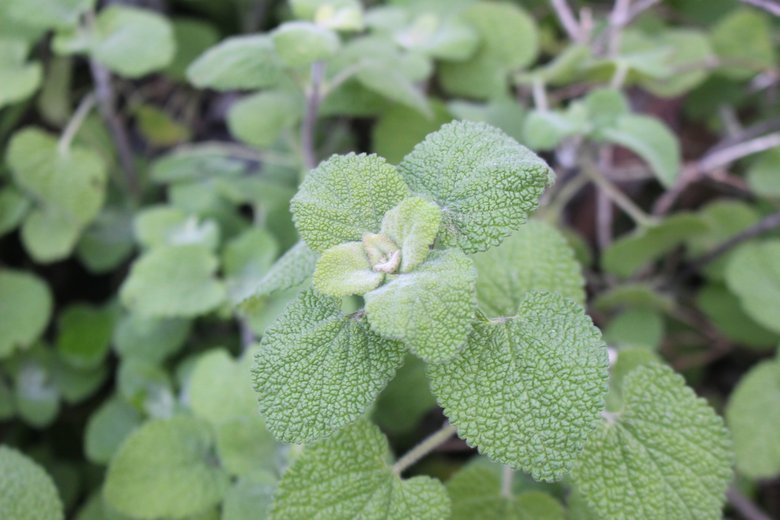 الأوراق، شهر شباط. هذه الصورة مرخصة تحت المشاع الاٍبداعي نسب المصنف - غير تجاري 4.0