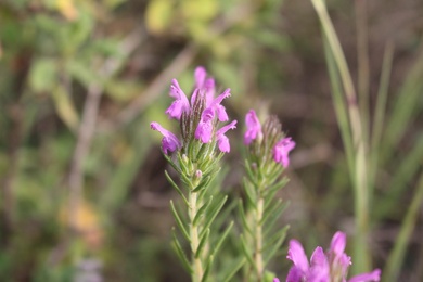 Flowers, June. This photo is available under the Creative Commons CC-BY-NC 4.0.