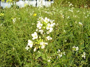 بيانات ويكي