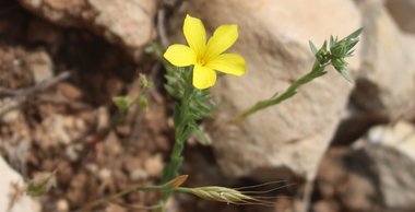 الأزهار، شهر أيار. هذه الصورة مرخصة تحت المشاع الاٍبداعي نسب المصنف - غير تجاري 4.0