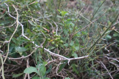 الثمار، شهر شباط. هذه الصورة مرخصة تحت المشاع الاٍبداعي نسب المصنف - غير تجاري 4.0