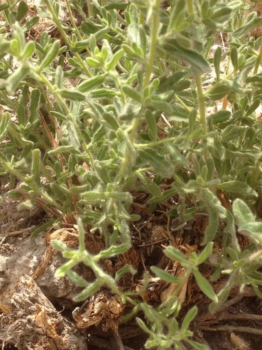 نسب المصنف - غير تجاري 4.0 دولي (CC BY-NC 4.0)- i naturalist.