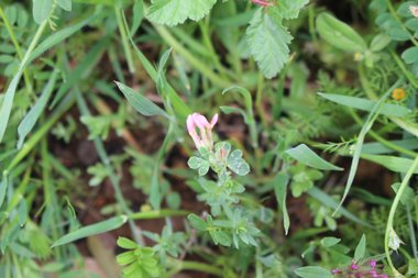 الزهرة و الأوراق، شهر آذار. هذه الصورة مرخصة تحت المشاع الإبداعي نسب المصنف - غير تجاري 4.0