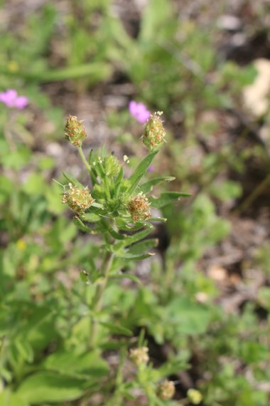 Flowers & Leaves, March. This photo is available under the Creative Commons CC-BY-NC 4.0 License.