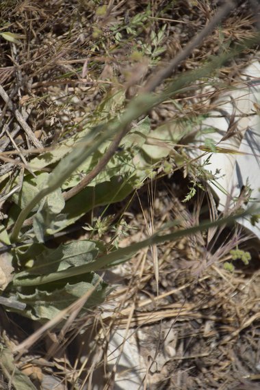 الاوراق والغصن، شهر ايار. هذه الصورة مرخصة تحت المشاع الاٍبداعي نسب المصنف - غير تجاري 4.0