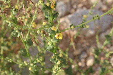 الأزهار، شهر أيار. هذه الصورة مرخصة تحت المشاع الاٍبداعي نسب المصنف - غير تجاري 4.0