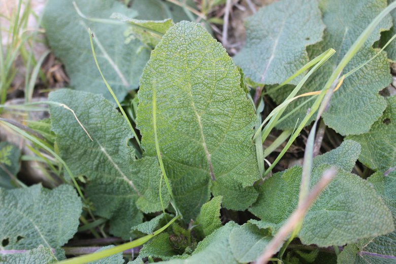 Leaves, Febreury. This photo is available under the Creative Commons CC-BY-NC 4.0 License.