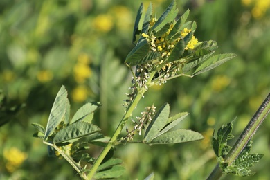 Via inaturalist. Licensed under Attribution-NonCommercial 4.0.International.